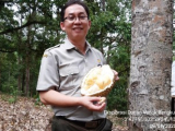 Potensi SDG: Durian Bengkulu, Rasanya “Susah Dilupakan”