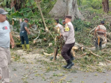 Dua Pohon Bahayakan Warga Ditebang, Polisi Lakukan Pengaturan Arus Lalu Lintas