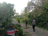 Quick Respons Bhabinkamtibmas Polsek Putri Hijau Bersama Warga Evakuasi Pohon Tumbang 